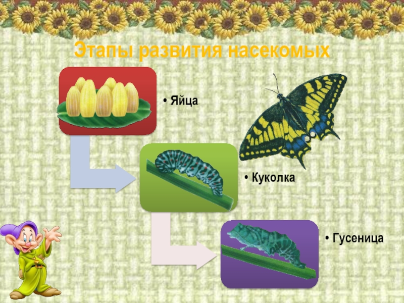 Фазы развития насекомых. Стадии развития насекомых. Виды куколок насекомых.