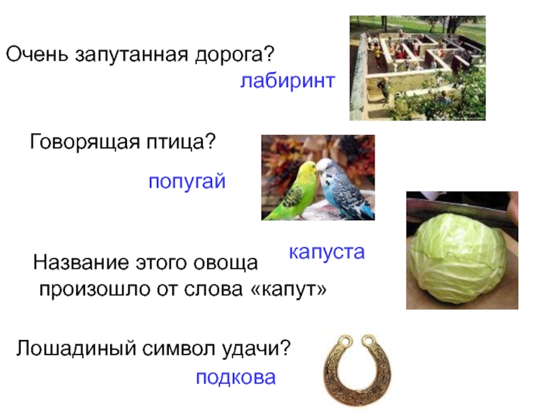 Название какого овоща происходит от слова неспелый. Название какого овоща происходит от слова неспелый