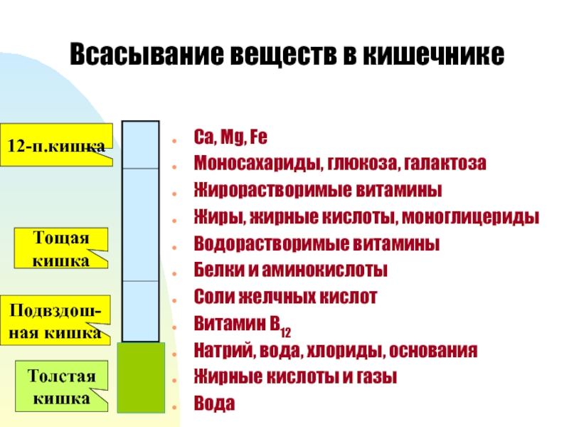 Всасывания веществ. Всасывание веществ в кишечнике. Всасывание Минеральных веществ. Всасывание витаминов в кишечнике. Где происходит всасывание воды и Минеральных солей.