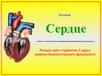 Сердце. Анатомия сердца