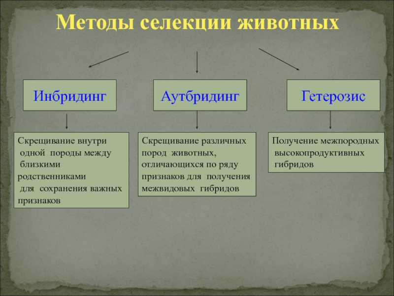 Основные методы селекции. Методы селекция животных селекция растений таблица. Методы селекции (аутбридинг, инбридинг, отбор).. Основные методы селекции животных аутбридинг. Методы селекции растений и животных сравнительная таблица.