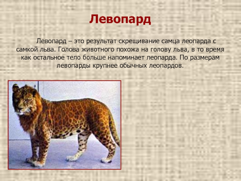 Сколько весит самка. Селекция лигра. Сообщение на тему животные Лигры. Левопард гибрид картинки. Лигры и тигрольвы картинки с описанием.