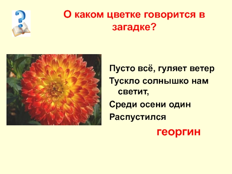 Георгин множественное число. Загадки про георгины. Загадка о георгинах. Загадка про георгин. Георгины стихи короткие.