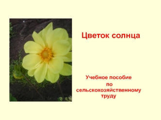 Цветок солнца