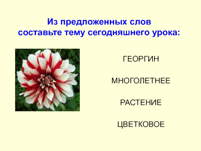 Слово георгин устарело или нет. Георгины многолетние цветковые растения. Презентация на тему георгины. Загадка про георгин для детей. Георгины стишок для детей.