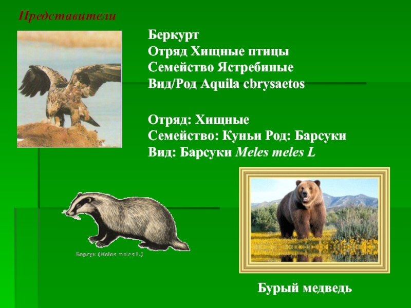 Медведь отряд семейство род вид. Семейства отряда Хищные. Барсук вид род семейство отряд. Бурый медведь отряд семейство род вид.