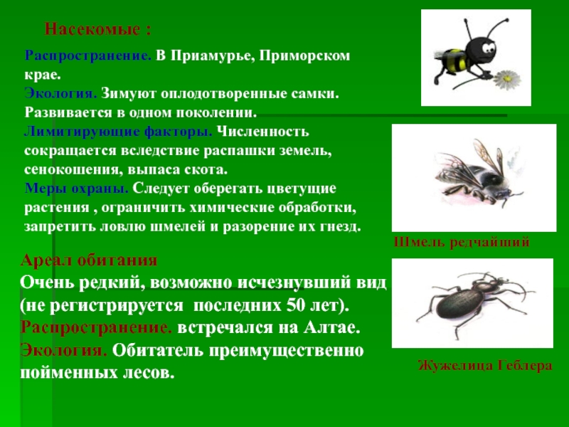 Распространение насекомых. Распространенность насекомых. Исчезающий вид насекомых в России. Красная книга Приморского края насекомые.