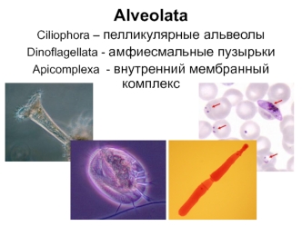 Альвеолата. Инфузории