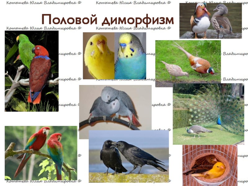Реферат: Незаразные болезни птиц