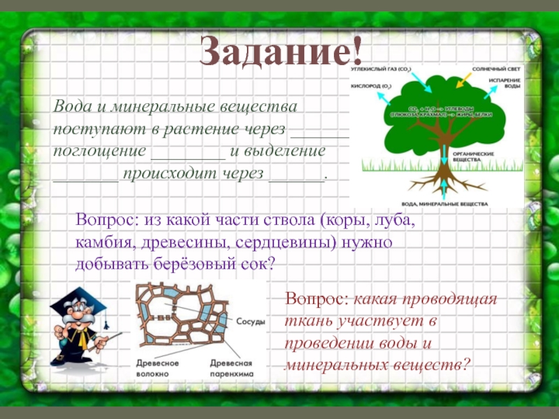 Воду и минеральные вещества для растения добывает. Из каких веществ состоит растение. Вода и Минеральные вещества растения. Из каких веществ состоят организмы. Схема движения органических веществ у растений.