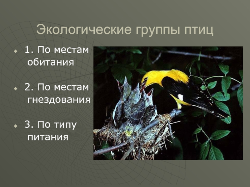 Сообщение экологические группы птиц. Экологические группы птиц. Экологические группы птиц птиц. Экологические группы птиц по местам обитания. Птицы по местам гнездования.