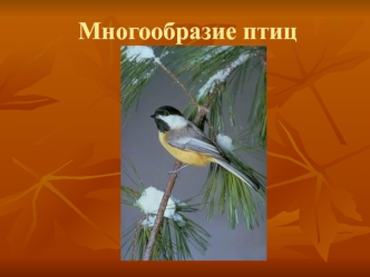 Многообразие птиц