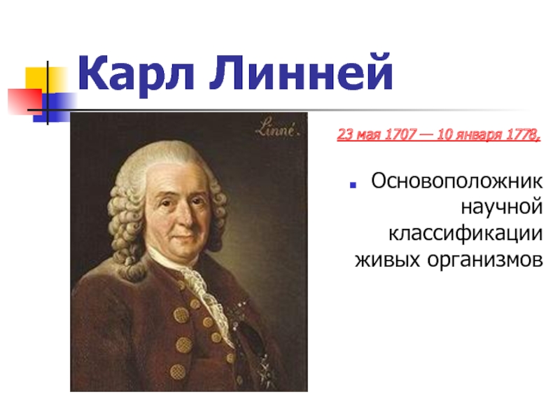 Основоположник систематики. 23 Мая 1707 Карл Линней. Карл Линней основоположник. Линней основоположник классификации. Карл Линней Зоология.