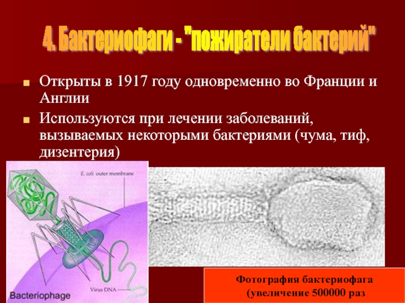 Царство вирусы презентация