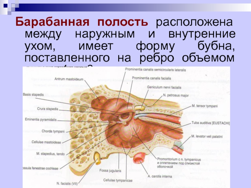 Внутреннее ухо расположено в полости. Барабанная полость. Наружная стенка барабанной полости. Стенки барабанной полости среднего уха. Барабанная полость среднего уха анатомия.