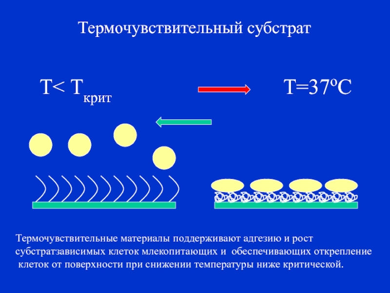 Термочувствительные материалы проект