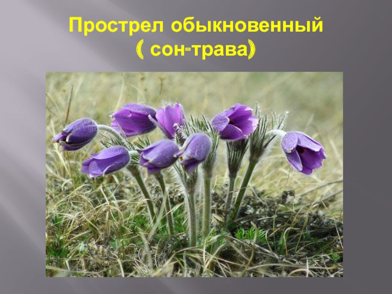 Растения красной книги алтайского края фото и описание