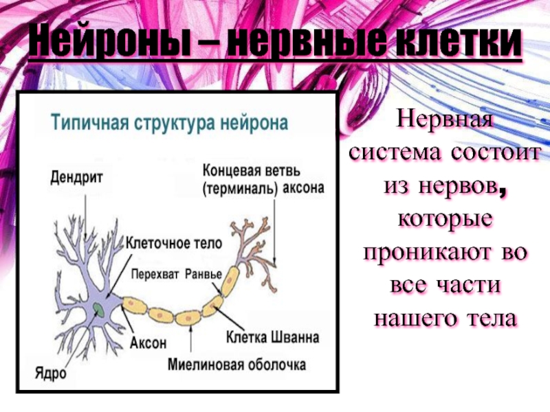 Нервные узлы и нейрон. Из чего состоит нерв. Строение нейрона человека. Нерв состоит из нейронов. Из чего состоят нервы.