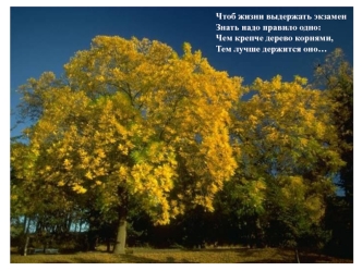 Чтоб жизни выдержать экзамен                     Знать надо правило одно:                                                   Чем крепче дерево корнями,                            Тем лучше держится оно…