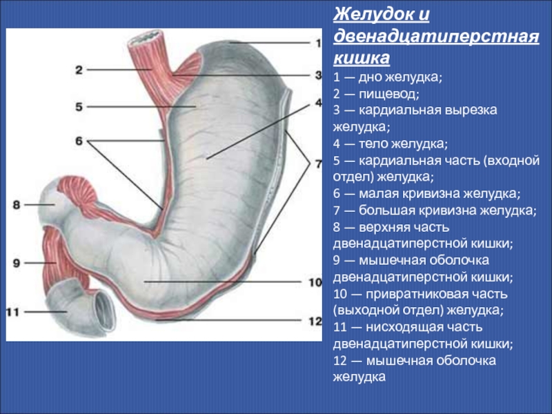 Препилорический отдел желудка где находится рисунок