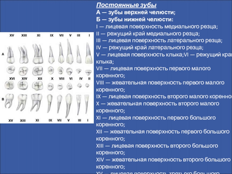 27 зуб каналы