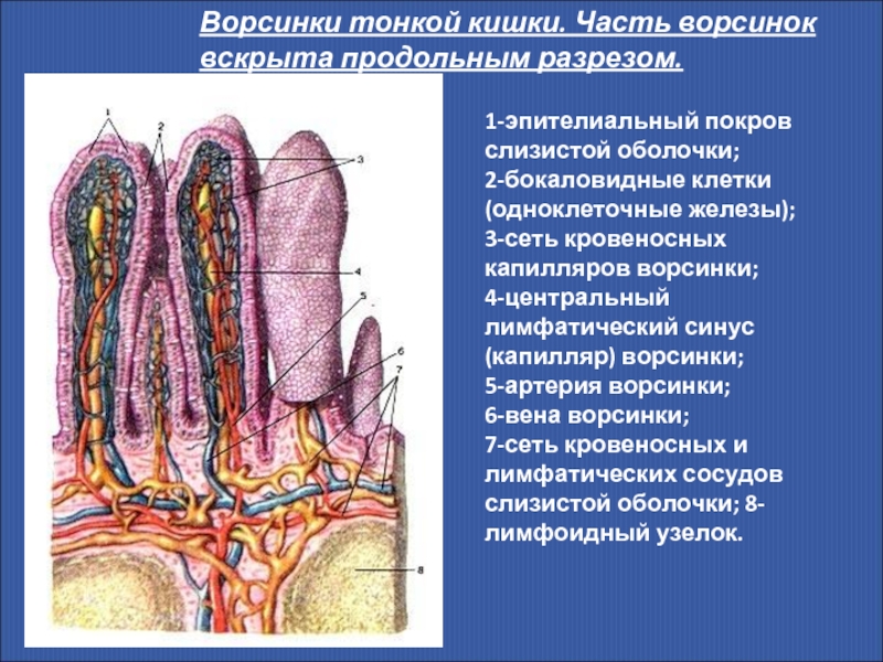 Как называется элемент строения тонкой кишки