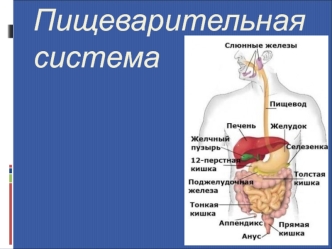 Пищеварительная система