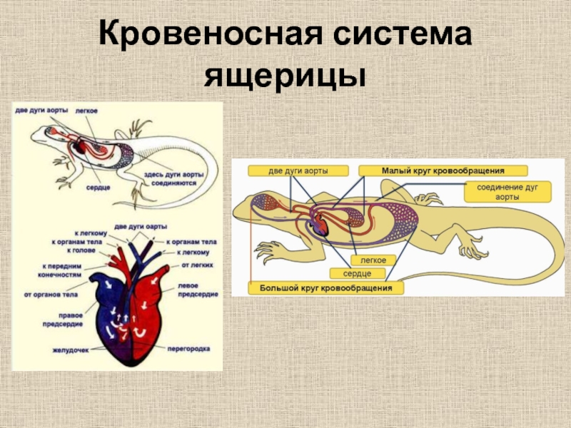 Мышечная система ящерицы