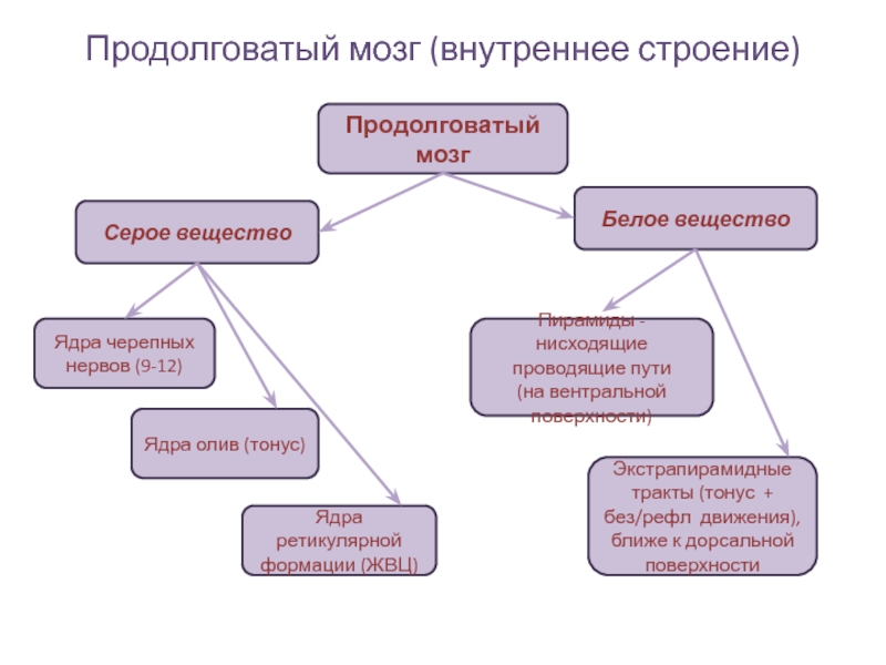 Продолговатый мозг серое и белое вещество. Проводящие пути продолговатого мозга.