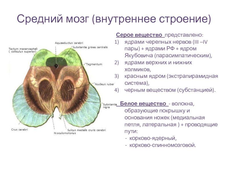 Ядра среднего мозга. Средний мозг внутренне строение. Серое вещество среднего мозга. Средний мозг: внешнее и внутреннее строение, функция.. Строение среднего мозга таблица.