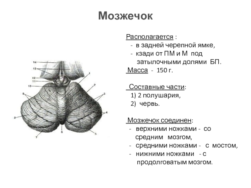 Мозжечок анатомия схема