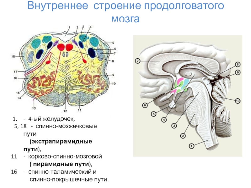 Продолговатый мозг размеры