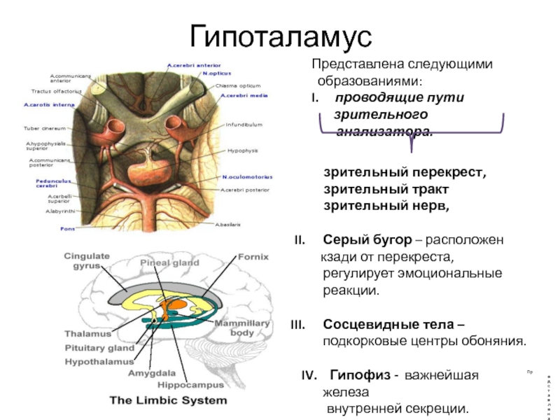 Подкорковые центры зрительного анализатора