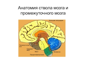 Анатомия ствола мозга и промежуточного мозга