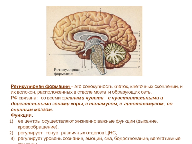 Ретикулярная формация головного мозга презентация