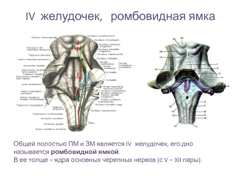 Желудочки анатомия. 4 Желудочек головного мозга ромбовидная ямка. Дно 4 желудочка ромбовидная ямка. Полость ромбовидного мозга IV желудочек. Ядра ромбовидной ямки 4 желудочка.