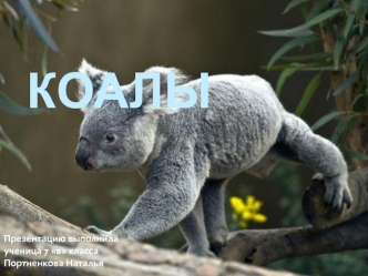 Коалы. Среда обитания