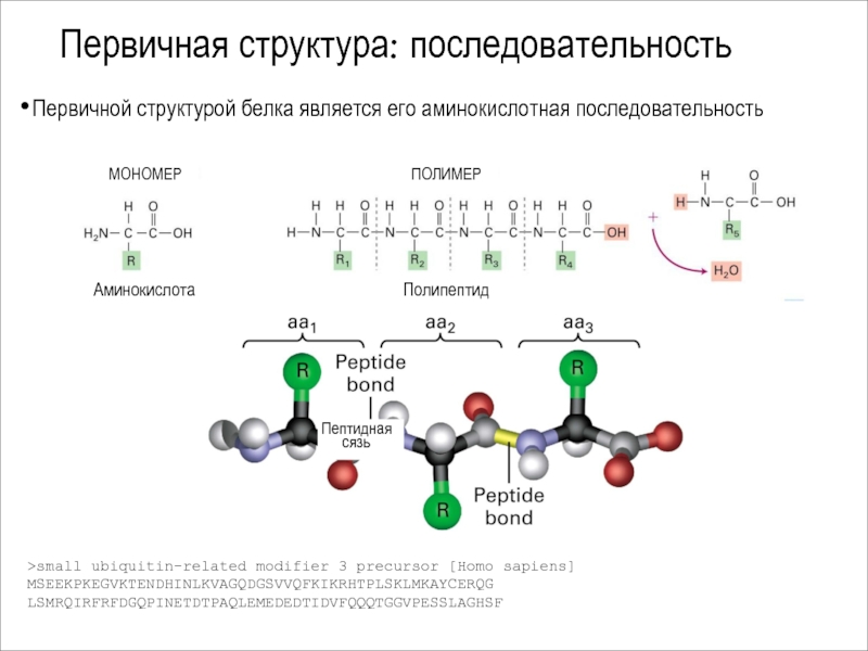 Сборка полипептидов. Первичная структура полипептида. Мономер первичной структуры белка. Полимер аминокислоты. Аминокислотной последовательности в полипептидах.