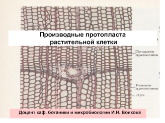 Производные протопласта растительной клетки