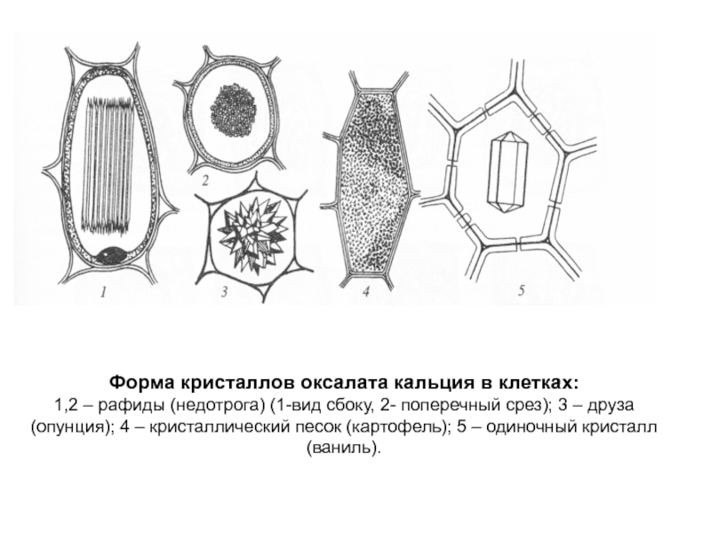 Кристаллы оксалата кальция. Формы кристаллов оксалата кальция. Строение кристаллов оксалата кальция. Включения формы кристаллов оксалата кальция.