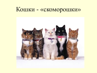 Кошки - 	скоморошки