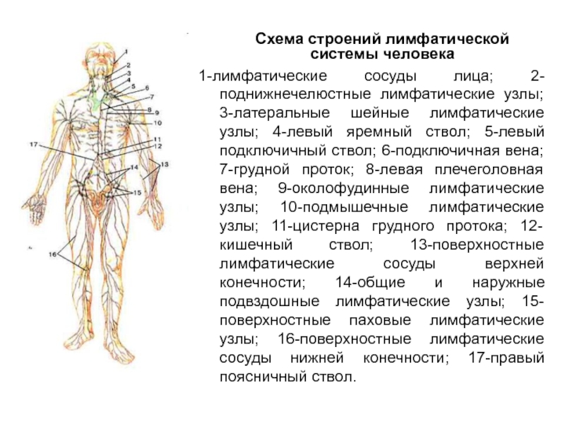 Лимфатическая Система Человека Схема Фото