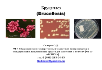 Бруцеллез (Brucellosis) Скляров О.Д. ФГУ Всероссийский государственный бюджетный Центр качества и стандартизации лекарственных средств для животных и.