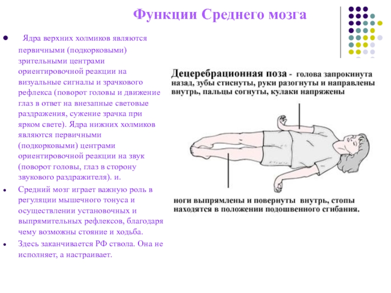 Функции среднего. Функции и рефлексы среднего мозга. Характеристика основных видов рефлексов среднего мозга. Средний мозг функции. Зрительный рефлексы среднего мозга.