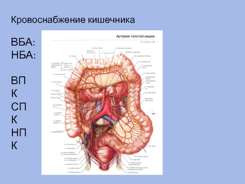 Схема кровоснабжение кишечника