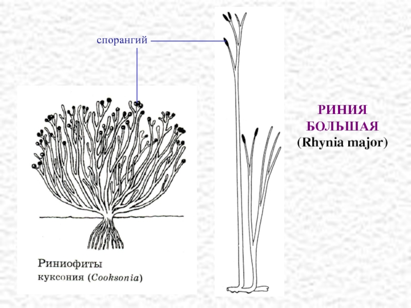 Ароморфозы риниофитов. Риниофиты переходная форма между. Отдел риниофиты строение. Риния и куксония. Псилофиты и риниофиты.