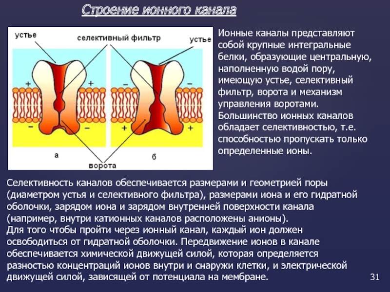 Канал роль. Строение ионных каналов физиология. Строение ионного канала. Структура ионного канала. Ионные каналы клеточных мембран.