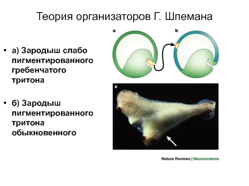 Опыт шпемана. Опыт Ганса Шпемана. Теория Шпемана. Теория эмбриональной индукции Шпемана. Зародыши опыт Шпемана.