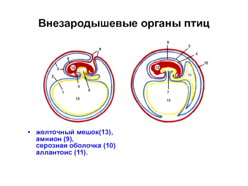 Внезародышевые органы человека