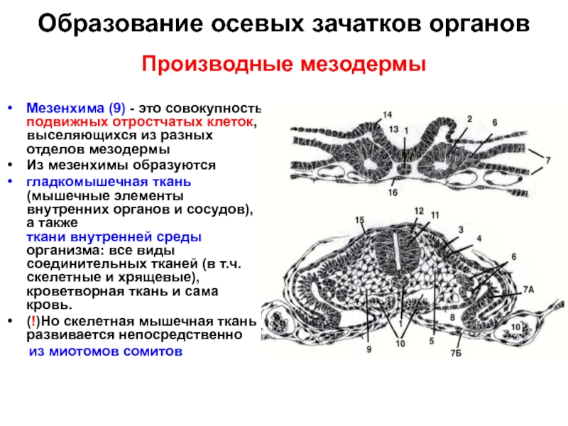 Нервная система образуется из мезодермы